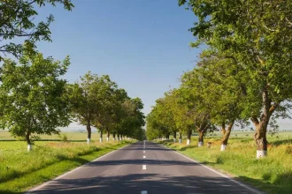 6.390 de copaci de pe drumurile Tulcei, scoși la vânzare pentru peste un milion de lei