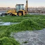 Algele de pe litoral pot deveni îngrășământ pentru fermele din Tulcea