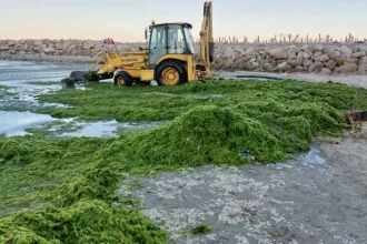 Algele de pe litoral pot deveni îngrășământ pentru fermele din Tulcea