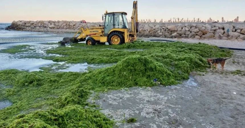 Algele de pe litoral pot deveni îngrășământ pentru fermele din Tulcea