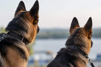 Câinii Agana și Biv se retrag din Poliția Tulcea și pot fi adoptați gratuit