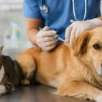 Campanie de sterilizare gratuită pentru câini la Topolog. Modalități de programare