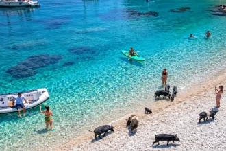 Insula greacă unde turiștii înoată alături de porci a devenit virală pe rețele