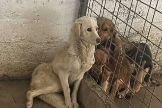 Scandalul de la Dăeni reizbucnește. Adăpostul de câini s-ar putea redeschide