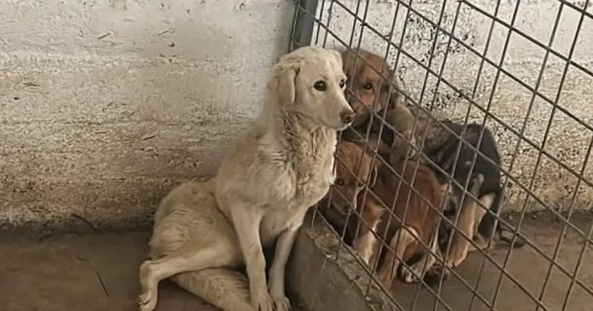 Scandalul de la Dăeni reizbucnește. Adăpostul de câini s-ar putea redeschide
