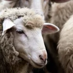 Variola ovină în Murighiol: 117 oi infectate, eutanasierea începe vineri