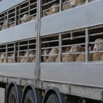 Autoritatea sanitar-veterinară negociază reluarea exporturilor de ovine în Libia