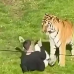Bărbat mort după ce a intrat în țarcul tigrilor la Yorkshire Wildlife Park