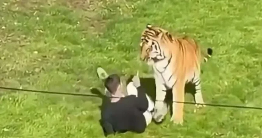 Bărbat mort după ce a intrat în țarcul tigrilor la Yorkshire Wildlife Park
