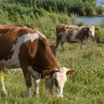 Contract de servicii veterinare de 835.000 de lei semnat la Chilia Veche