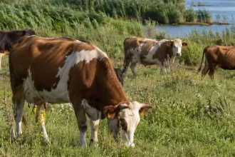 Contract de servicii veterinare de 835.000 de lei semnat la Chilia Veche