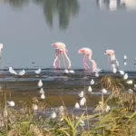 Flamingo pe lacul Techirghiol: pasărea roz ar putea deveni rezidentă în Dobrogea