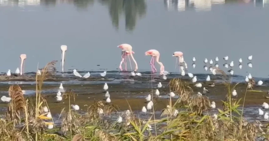 Flamingo pe lacul Techirghiol: pasărea roz ar putea deveni rezidentă în Dobrogea