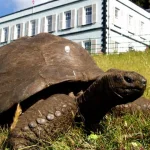 Jonathan, broasca țestoasă gigantică are 194 de ani și intrigă cercetătorii cu ADN-ul său
