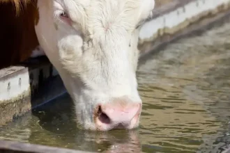 Peste 2,1 milioane de lei pentru crescătorii de animale din Tulcea