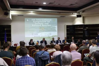 Șacalii devin o problemă tot mai mare în Delta Dunării. Autoritățile caută soluții