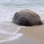 Un elefant de mare sudic a ieșit pe plaja Copacabana și a atras zeci de curioși