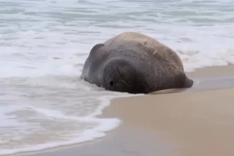 Un elefant de mare sudic a ieșit pe plaja Copacabana și a atras zeci de curioși