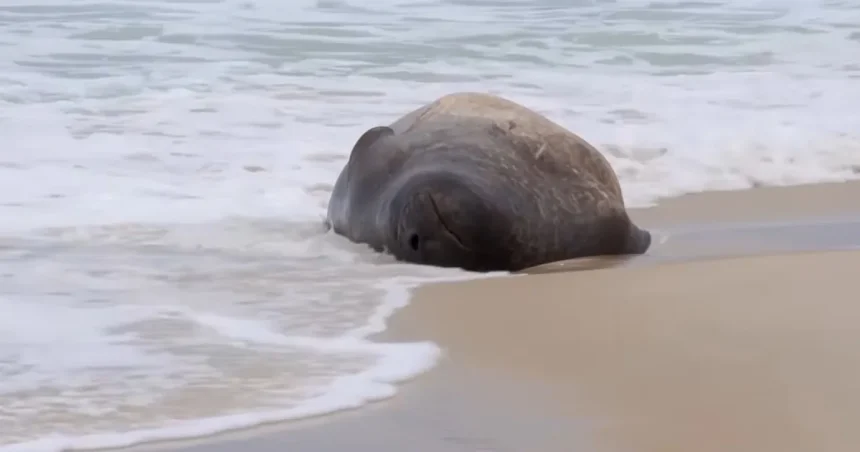 Un elefant de mare sudic a ieșit pe plaja Copacabana și a atras zeci de curioși